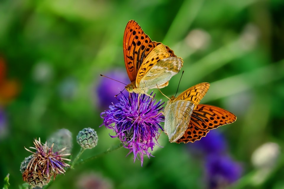 Emerging Butterfly